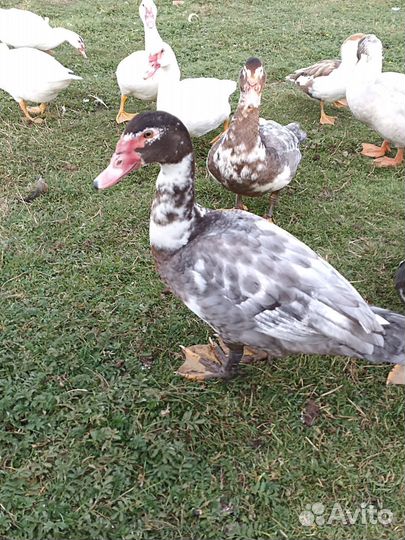 Индоутки шипуны или мускусные утки