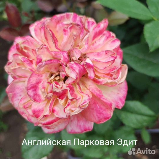 Саженцы Роз