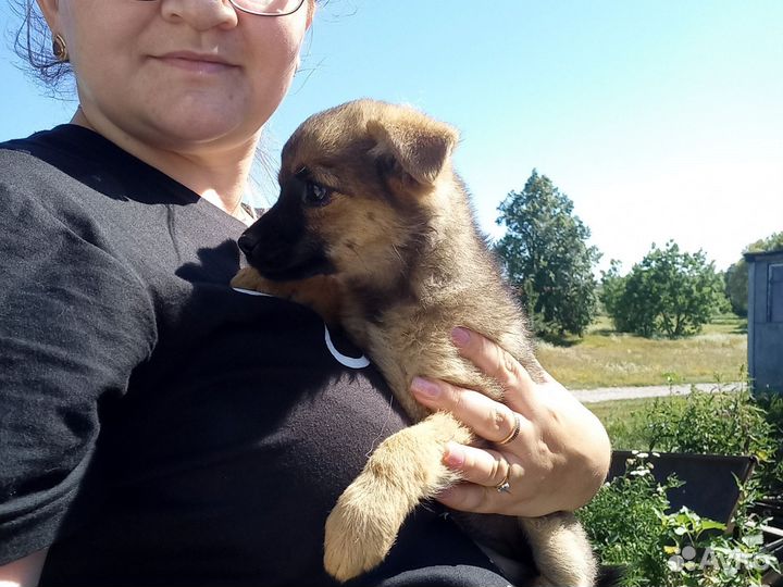 Щенок в добрые руки бесплатно маленькая порода