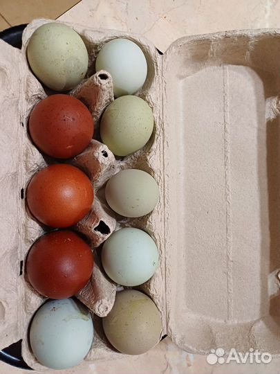 Инкубационное яйцо