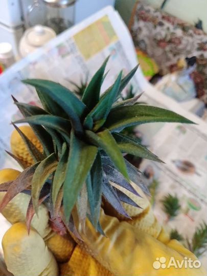 Калла Кордилина Astroloba Сеткреазия Стапелия