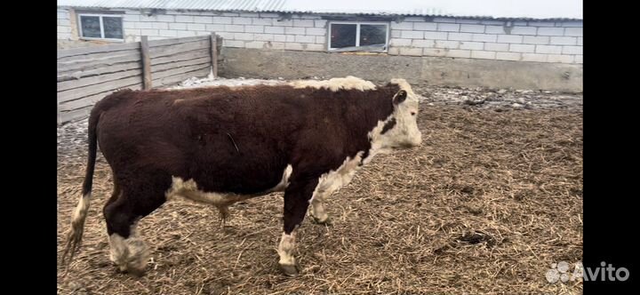 Быки герефорды на племя