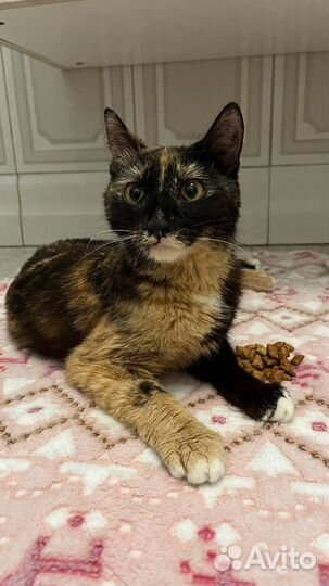 Кошка в дар