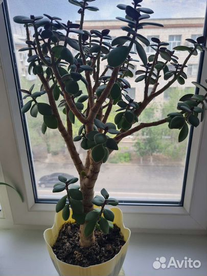 Денежное дерево (Толстянка)
