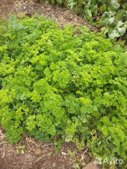 Морковь,свекла,петрушка