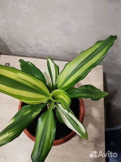 Драцена деремская