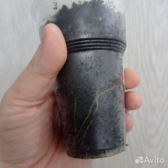 Сциндапсус неон