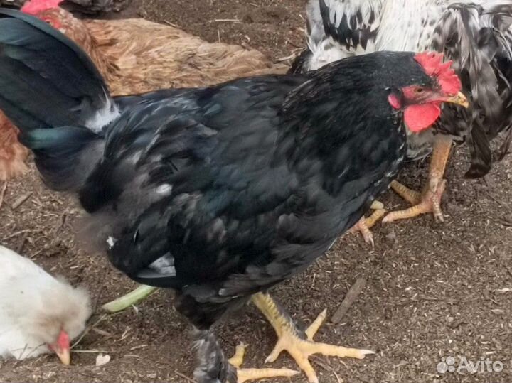 Молодые петушки домашние
