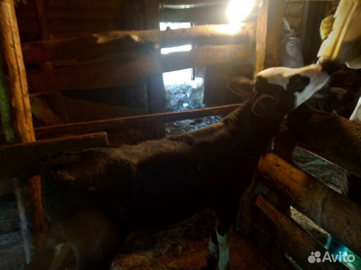 Две телочки