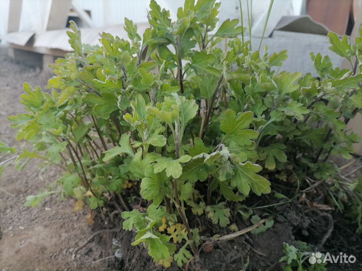 Хризантема жёлтая