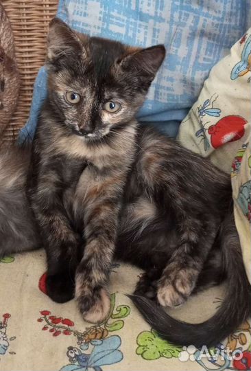 Кошка в дар бесплатно