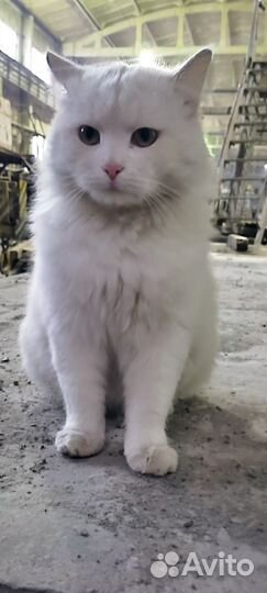 Кот в добрые руки