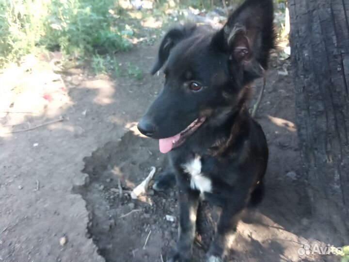 Ручной парень 3,5 месяца. Будет до 14кг