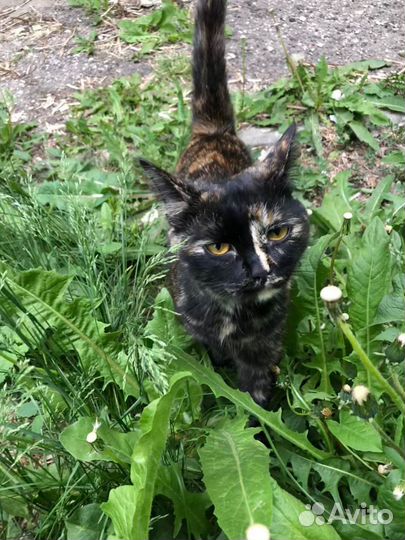 Кошка