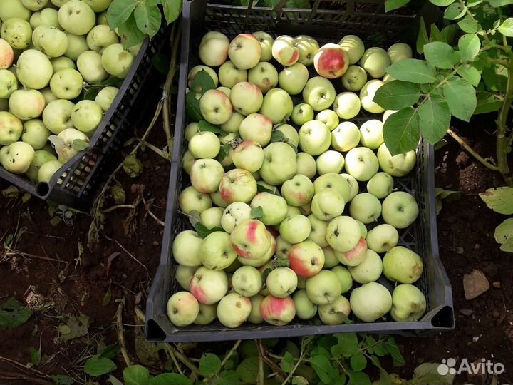 Яблоки свежий урожай 2023
