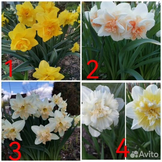 Нарциссы