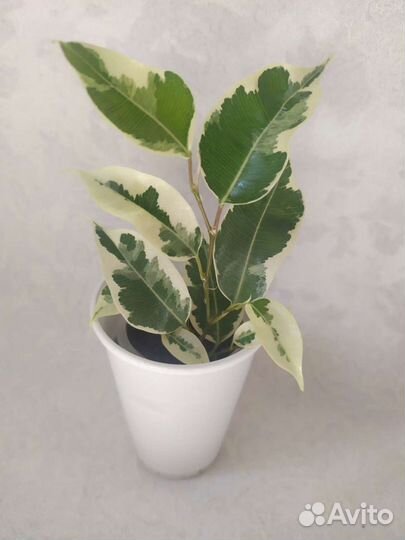 Фикус Бенджамина Твилайт толстянка красула