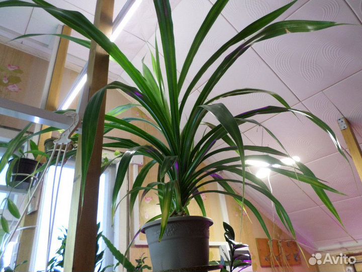 Цветы-крупномеры