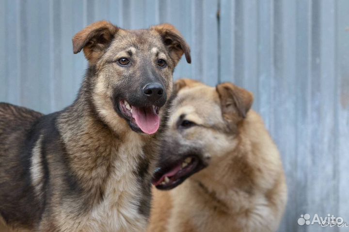 Отдаю щенка Савелия в дар