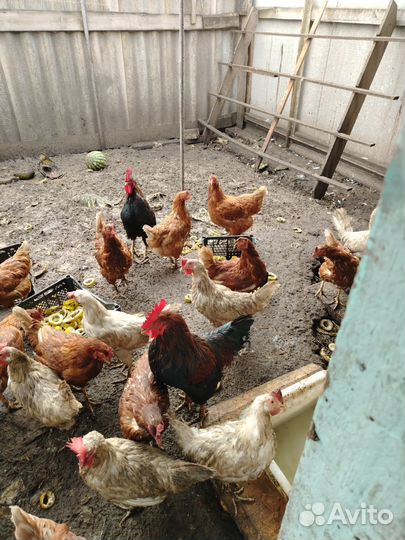 Куры несушки продам