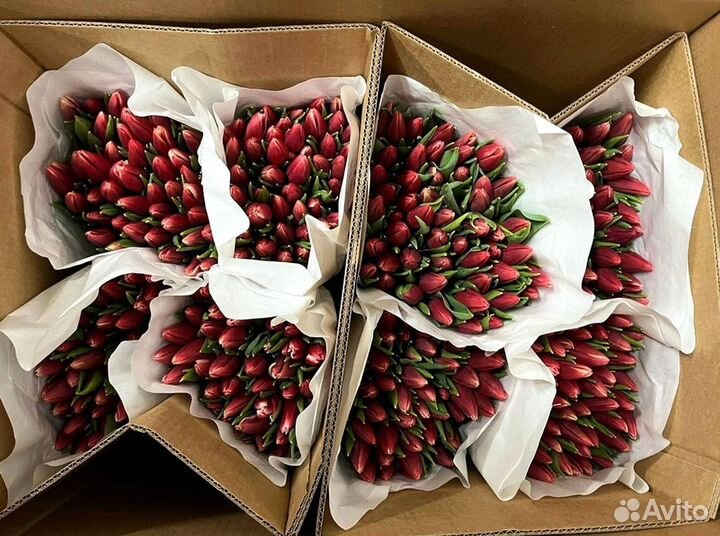 Тюльпаны оптом белые и другие