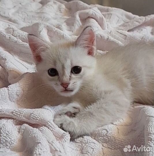 Дымчато белый котёнок с голубыми глазами