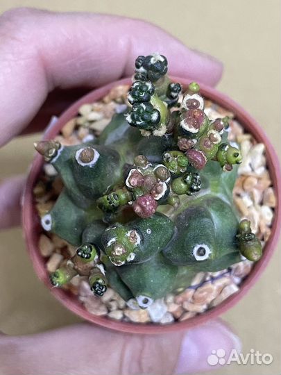Gymnocalycium monstrose