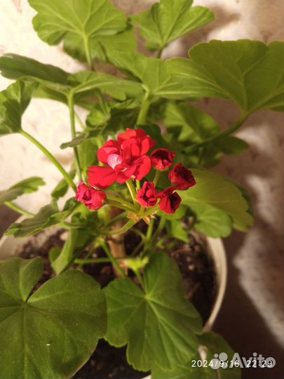 Пеларгония (герань) плющелистная