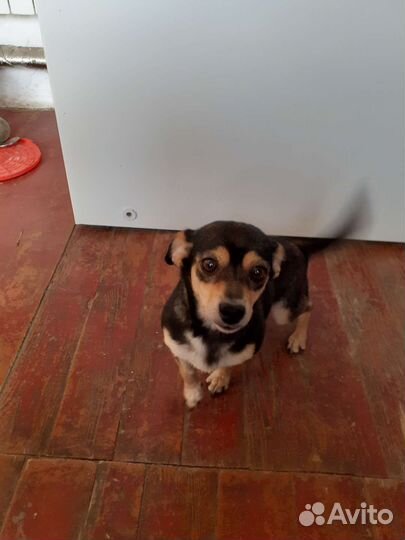 Собака в добрые руки отдам бесплатно