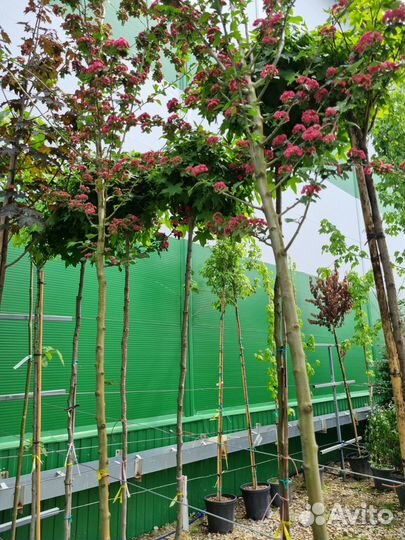 Катальпа Клён Боярышник