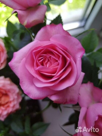 Роза (розовая)