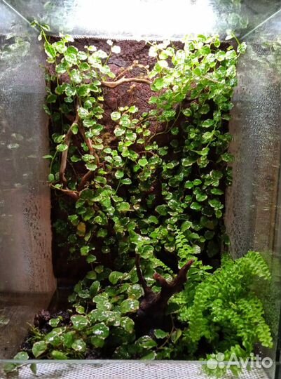 Оформление аквариумов/палюдариумов/флорариумов