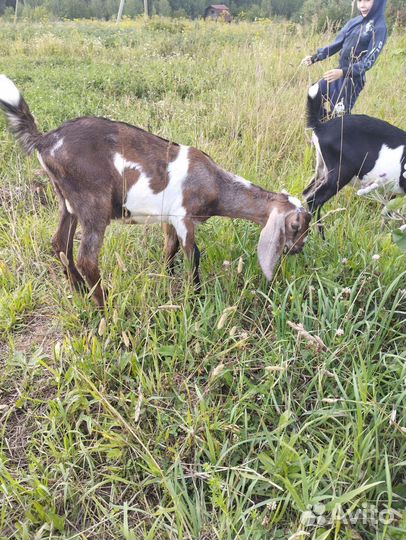 Нубийские козы