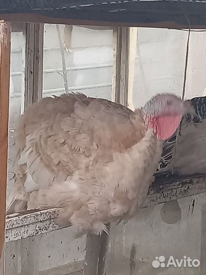 Гуси и индюки домашние, индюшата