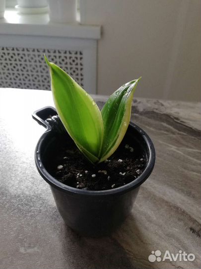 Сансевиерия