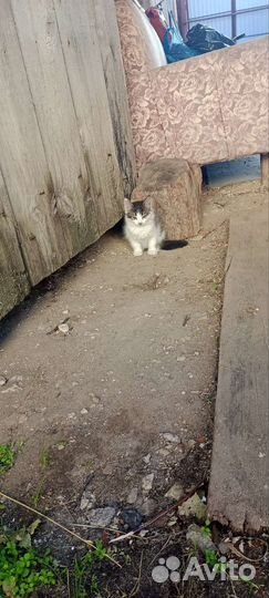 Котята в добрые руки бесплатно