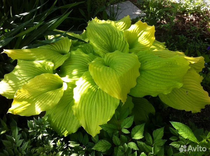 Хосты крупные сорта