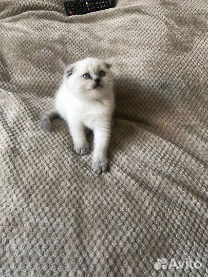 Кошечки и котики