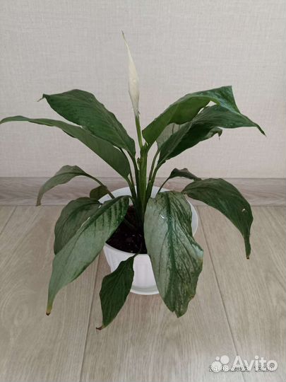 Спатифиллум