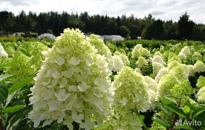 Гортензия метельчатая