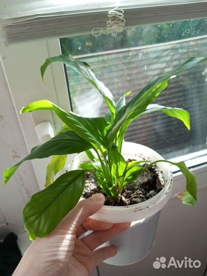 Комнатные цветы алоэ