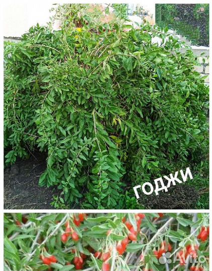 Годжи саженец зкс