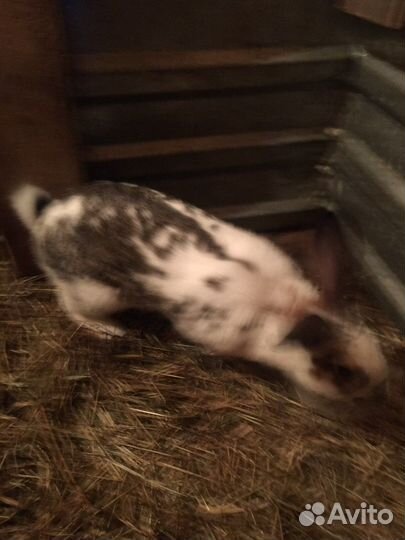 Кролики мясных пород