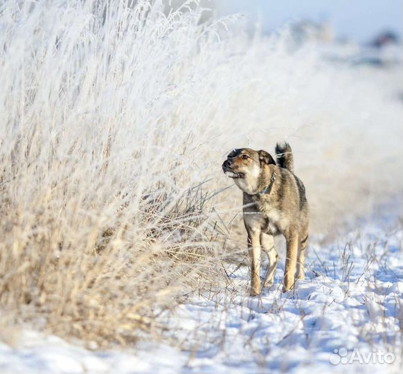 Собаки бесплатно в добрые руки