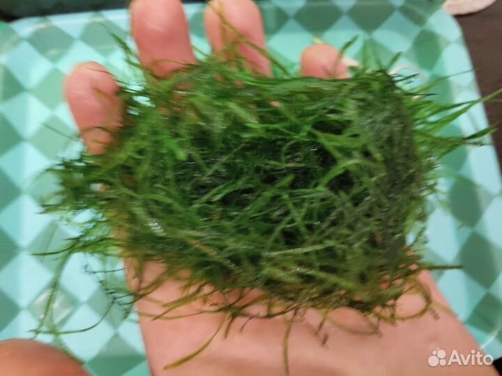 Мох Яванский