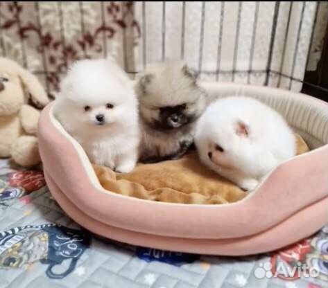 Померанский шпиц