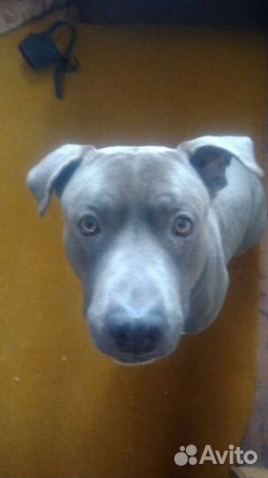 Американский стаффордширдский терьер