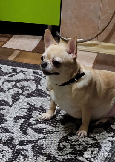 Продаю собачку чихуахуа девочка