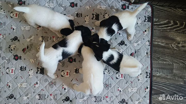 Щенки гл.фокстерьер