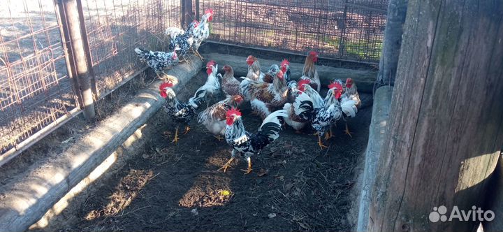 Продам петухов